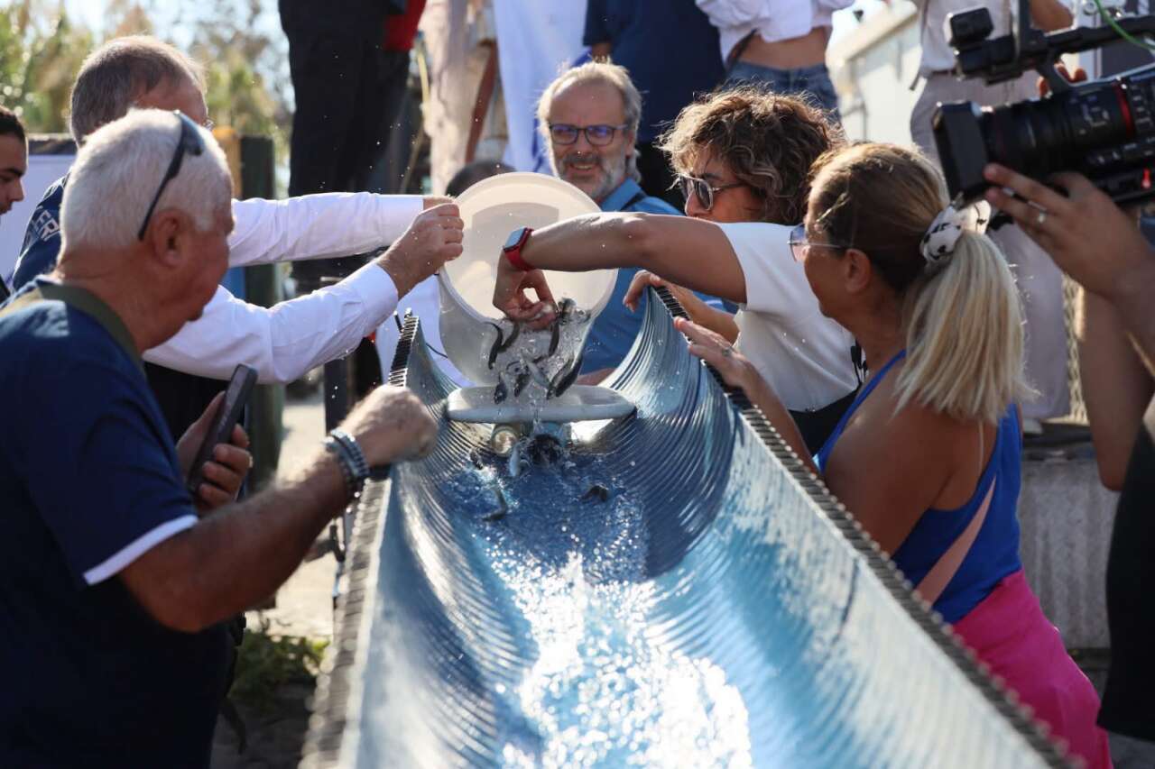 Bodrum’da Balık Festivali Başladı: 6 Bin Levrek Denize Bırakıldı 4